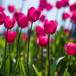 Magenta Tulips - 1