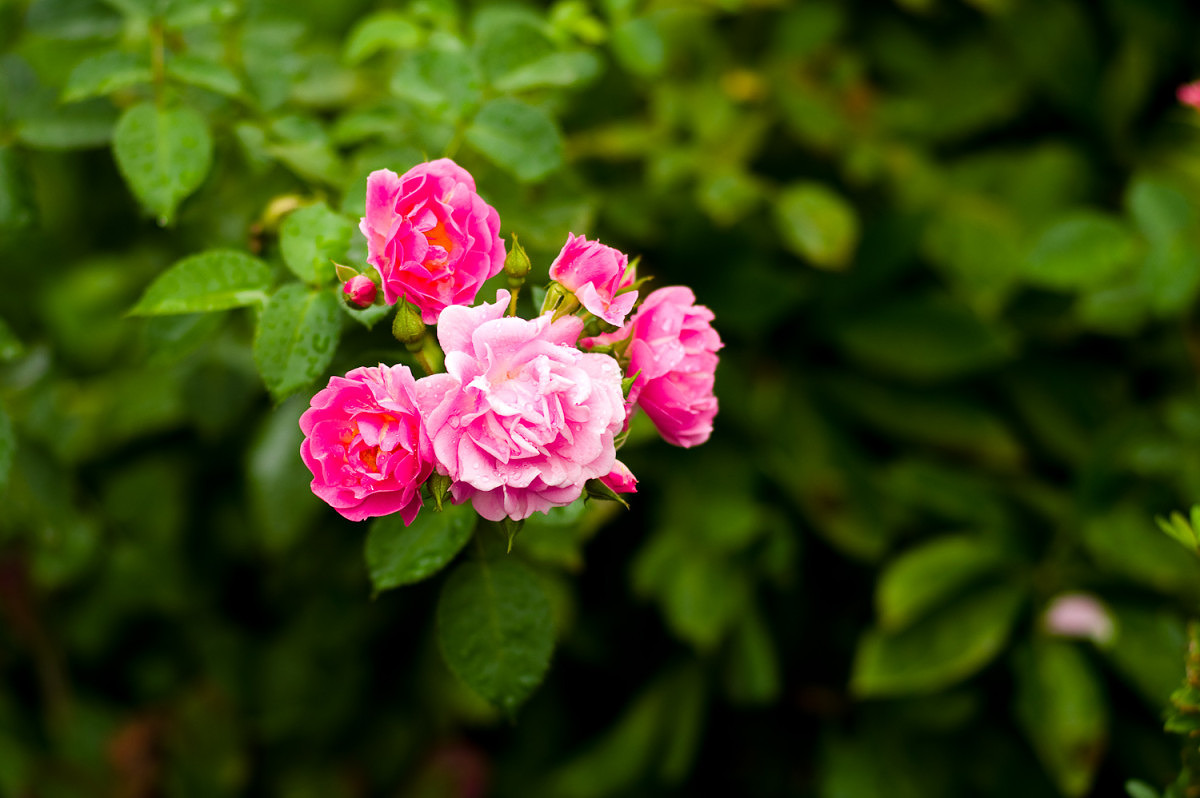M9 with 90mm Elmarit, ISO 160, 1/125th at f/2.8
