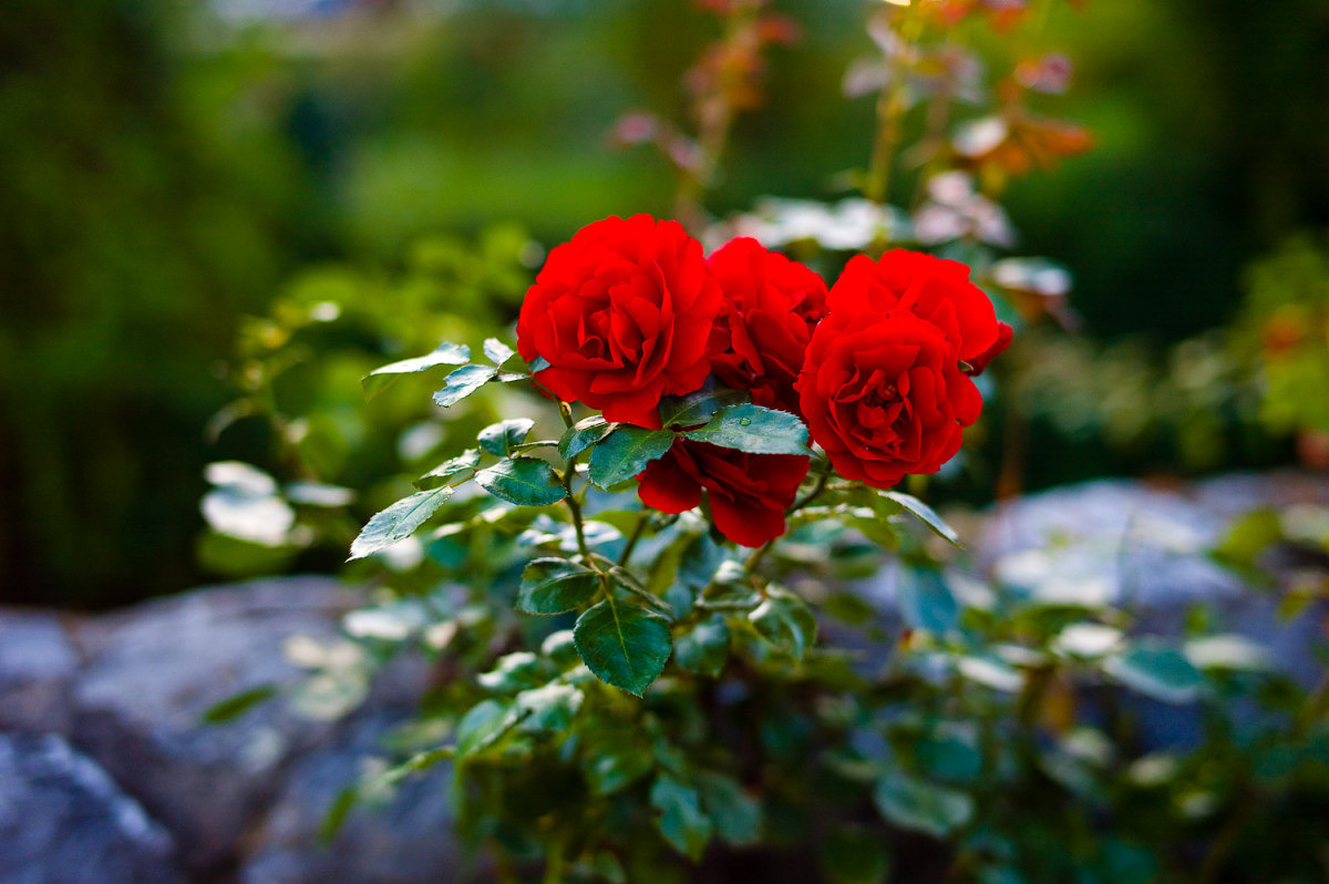 M9 with 50mm Summilux ASPH, ISO 640, 1/125th at f/1.4