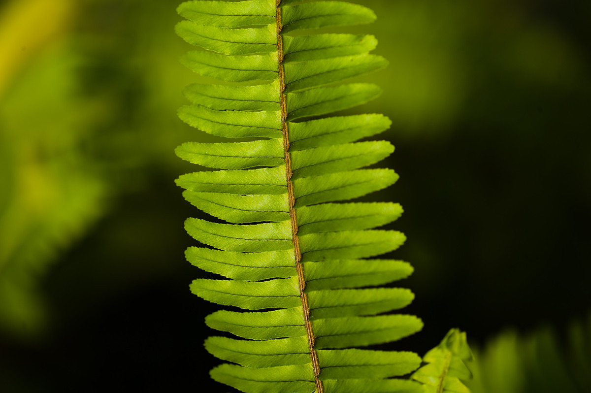 Leica S2 with 120mm APO-Macro-Summarit-S, 1/750th @ f/2.5, ISO 160, tripod
