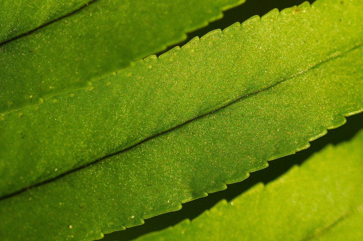 100% crop