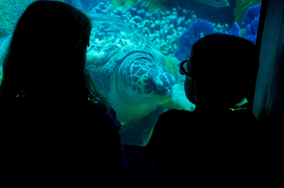 Sophia and Ezra check out a huge sea turtle Leica X Vario (Typ 107), 28-70mm @ 70mm, 1/125th @ f/6.4, ISO 1600