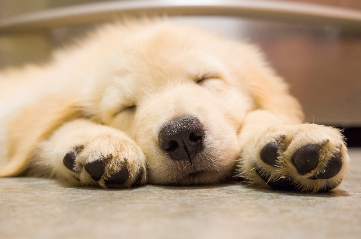 Being cute is hard work (new Leica team member Enzo)Leica X Vario (Typ 107), 28-70mm @ 49mm, 1/20th @ f/5.1, ISO 1600Click for 100% Crop 