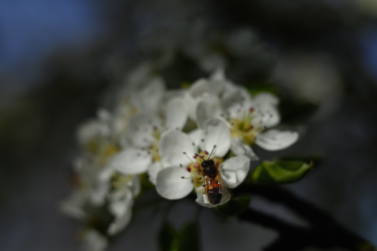 Suffolk UK - Leica R 60mm macro elmarit at f2.8