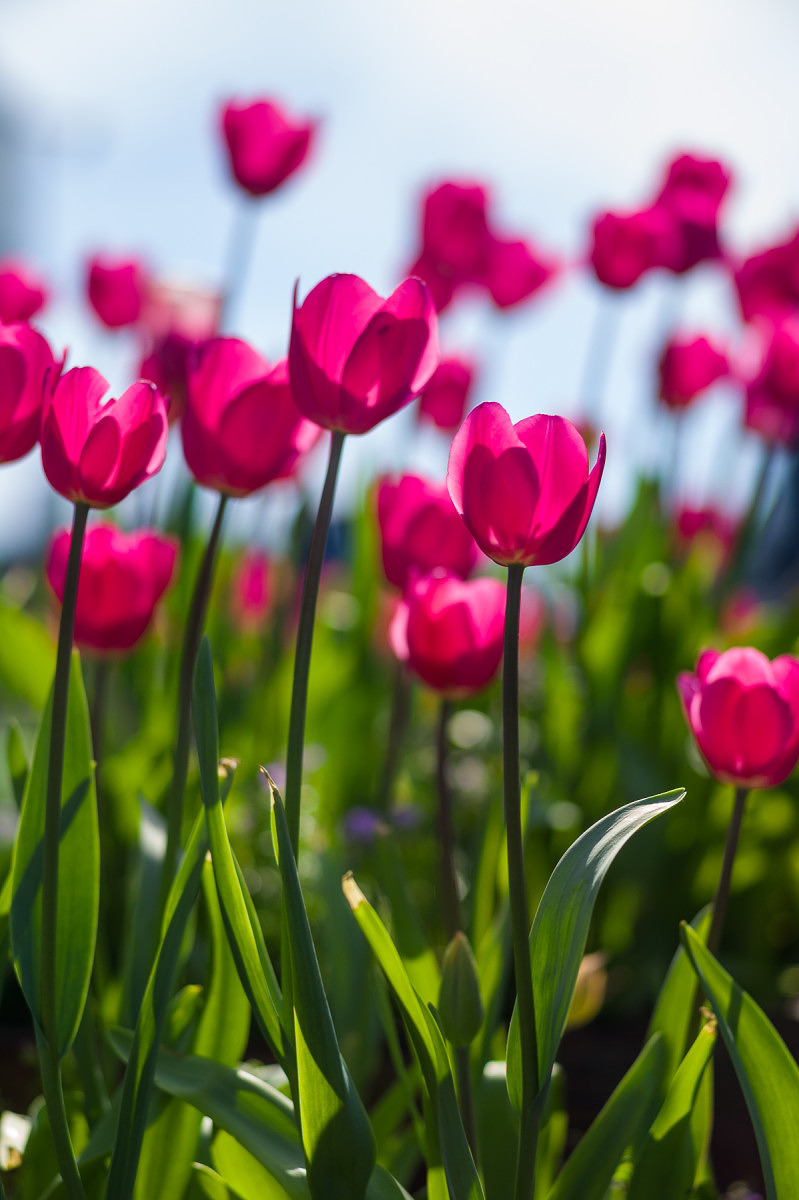 Magenta Tulips - 1