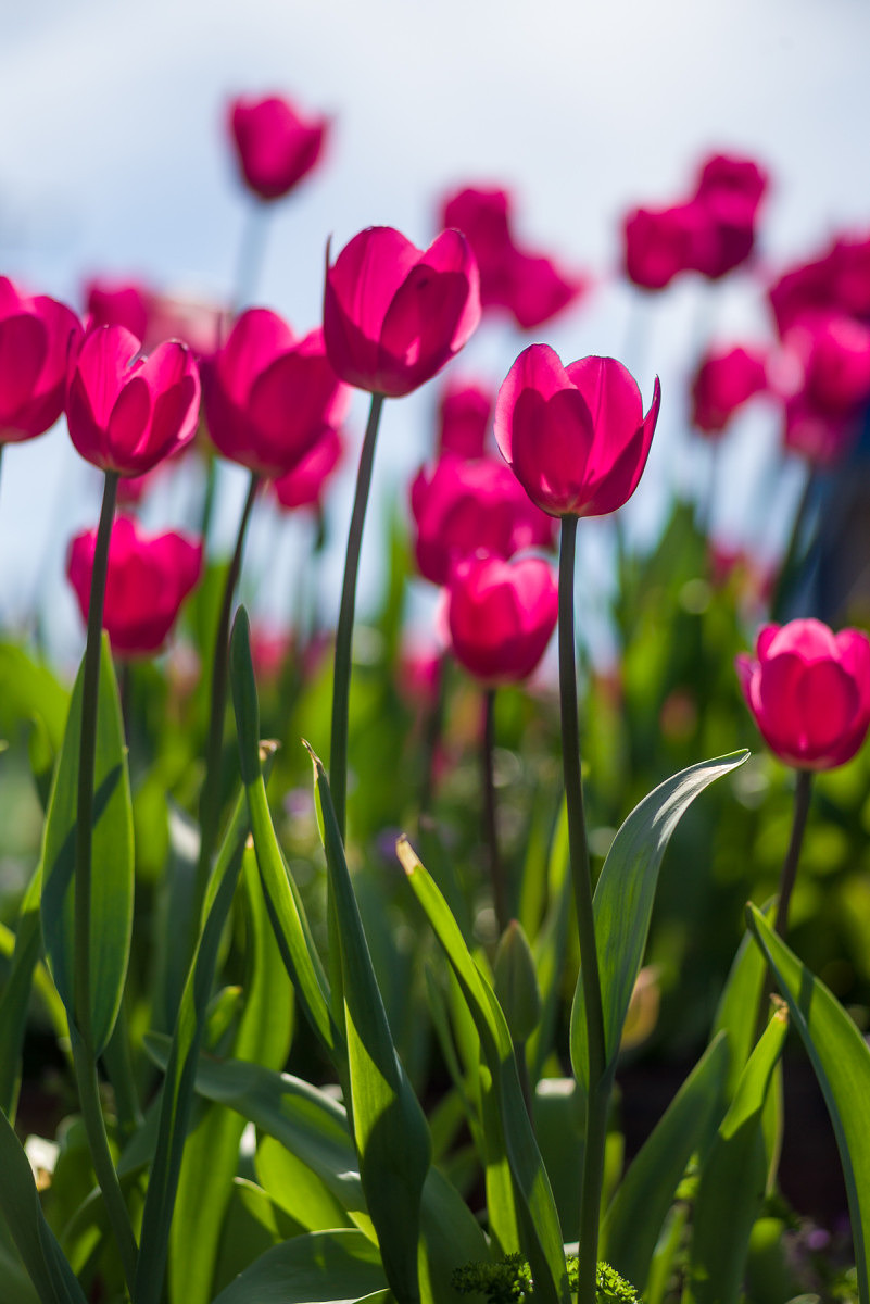 Magenta Tulips - 2