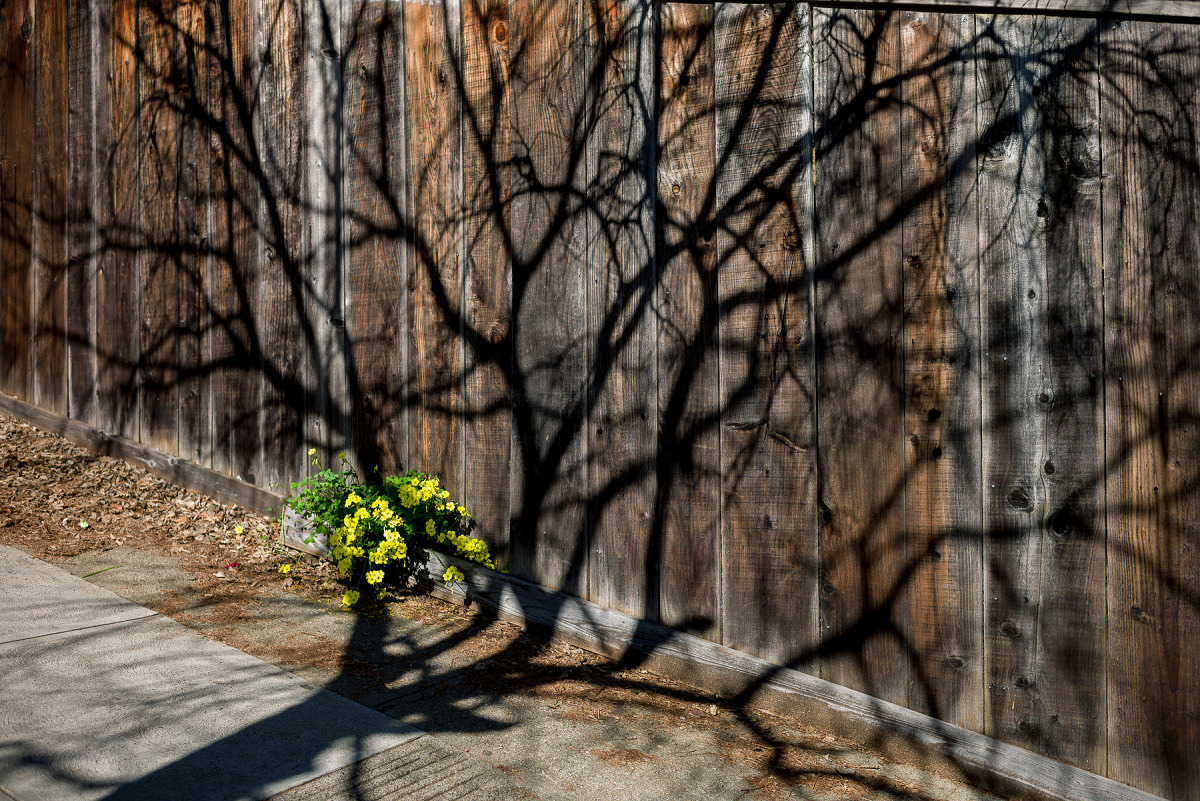 Shadow Tree