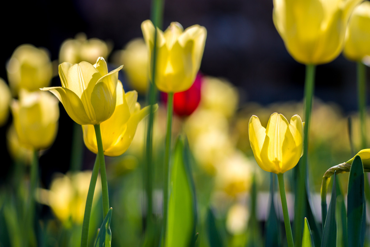 Yellow Tulips