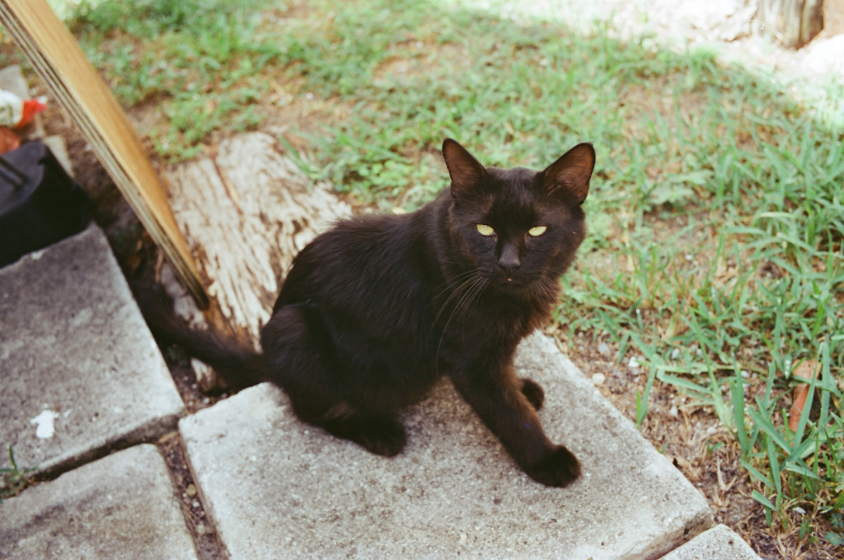 Leica M6 with Summicron-M 35mm ASPH, CineStill 50D