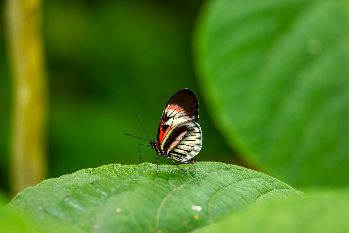 leica APO-VARIO-ELMARIT-SL 90-280mm