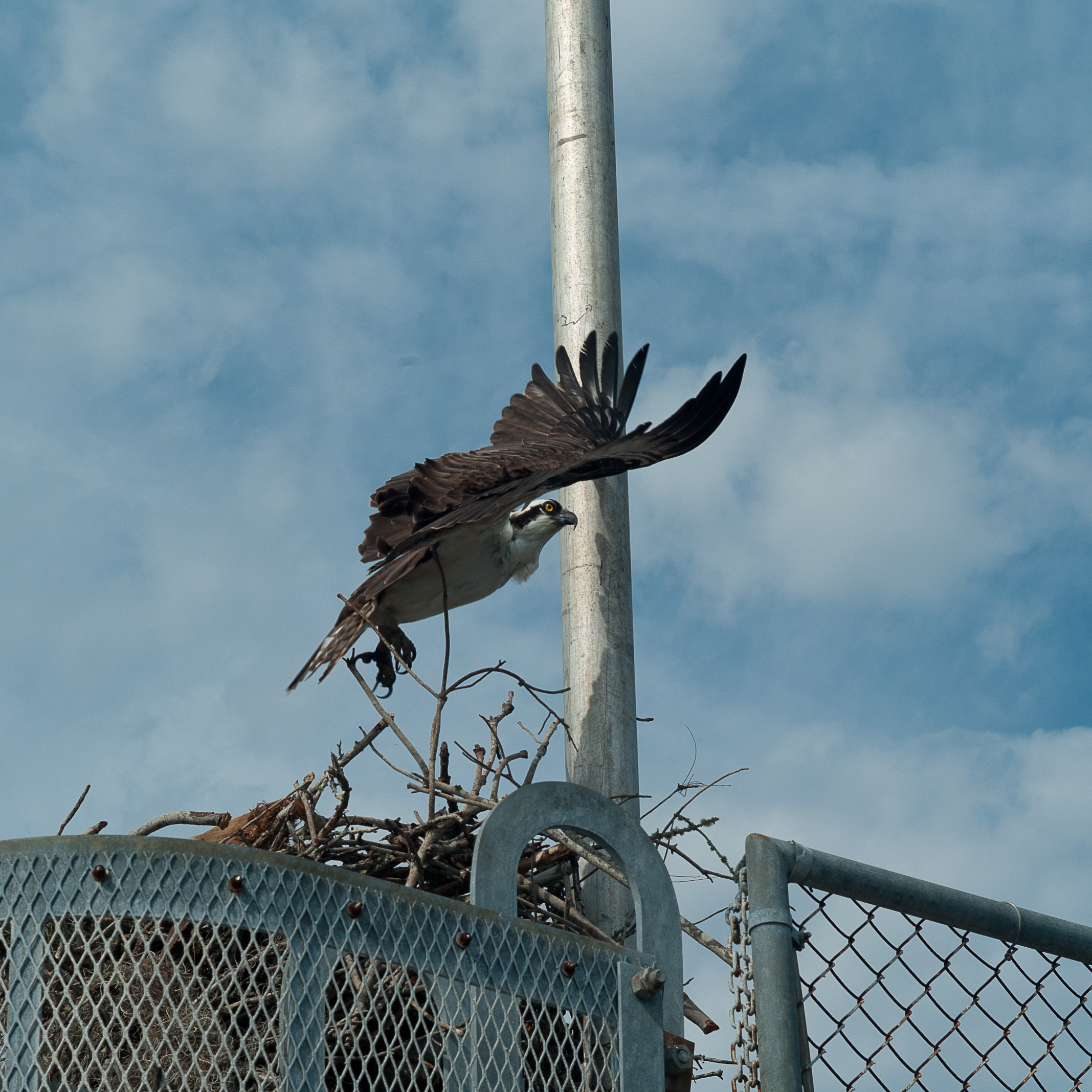 glades-5.jpg