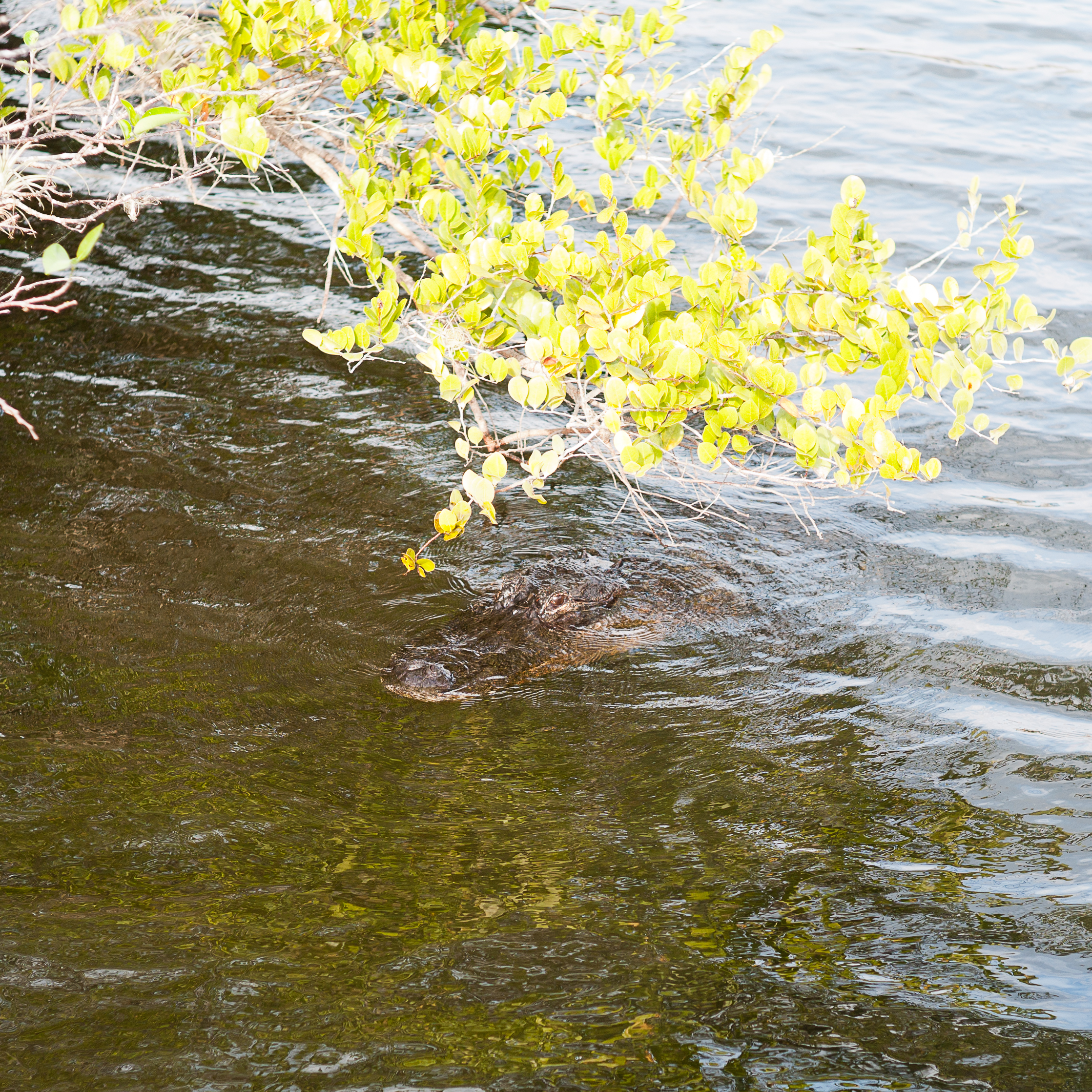 glades-1.jpg