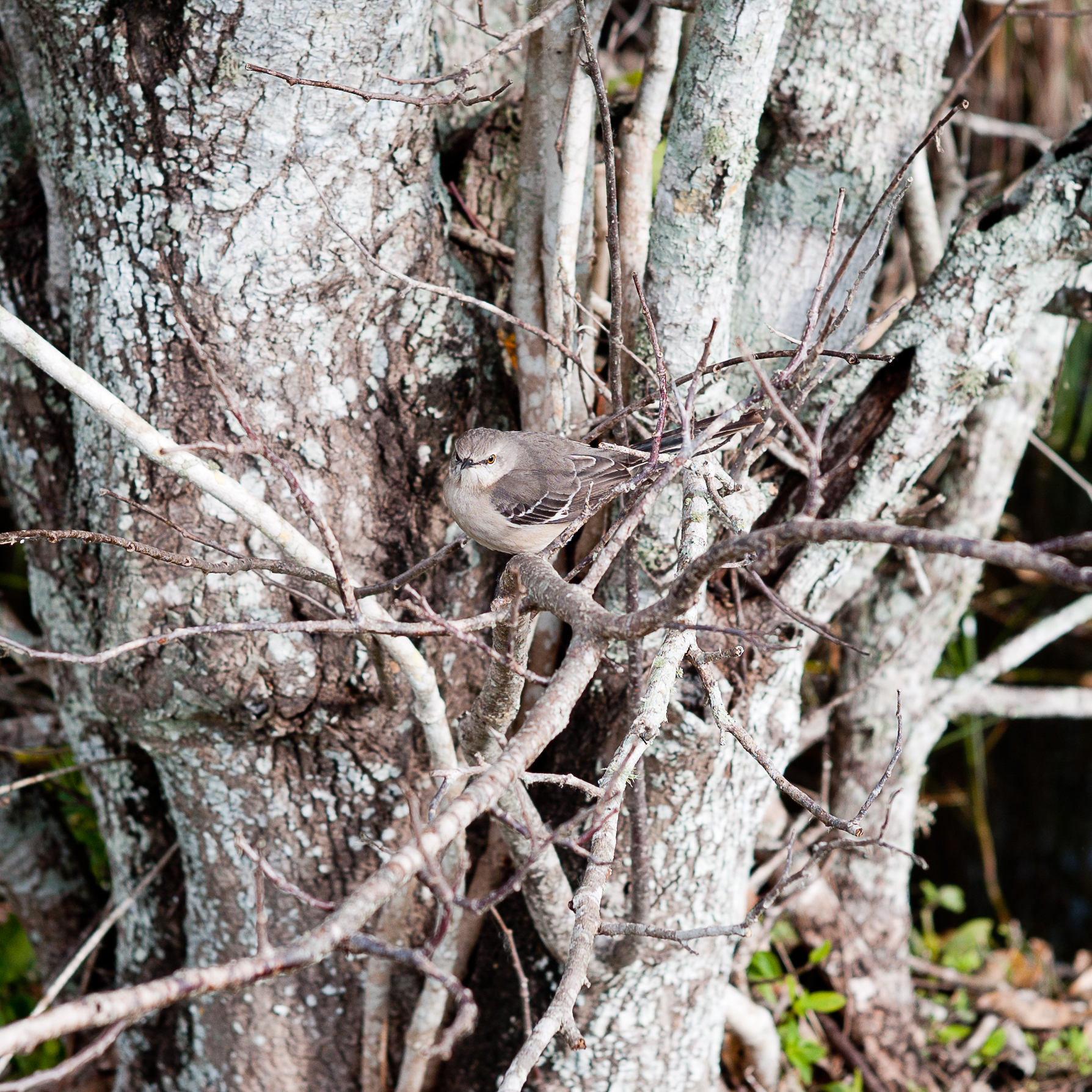 glades-3.jpg
