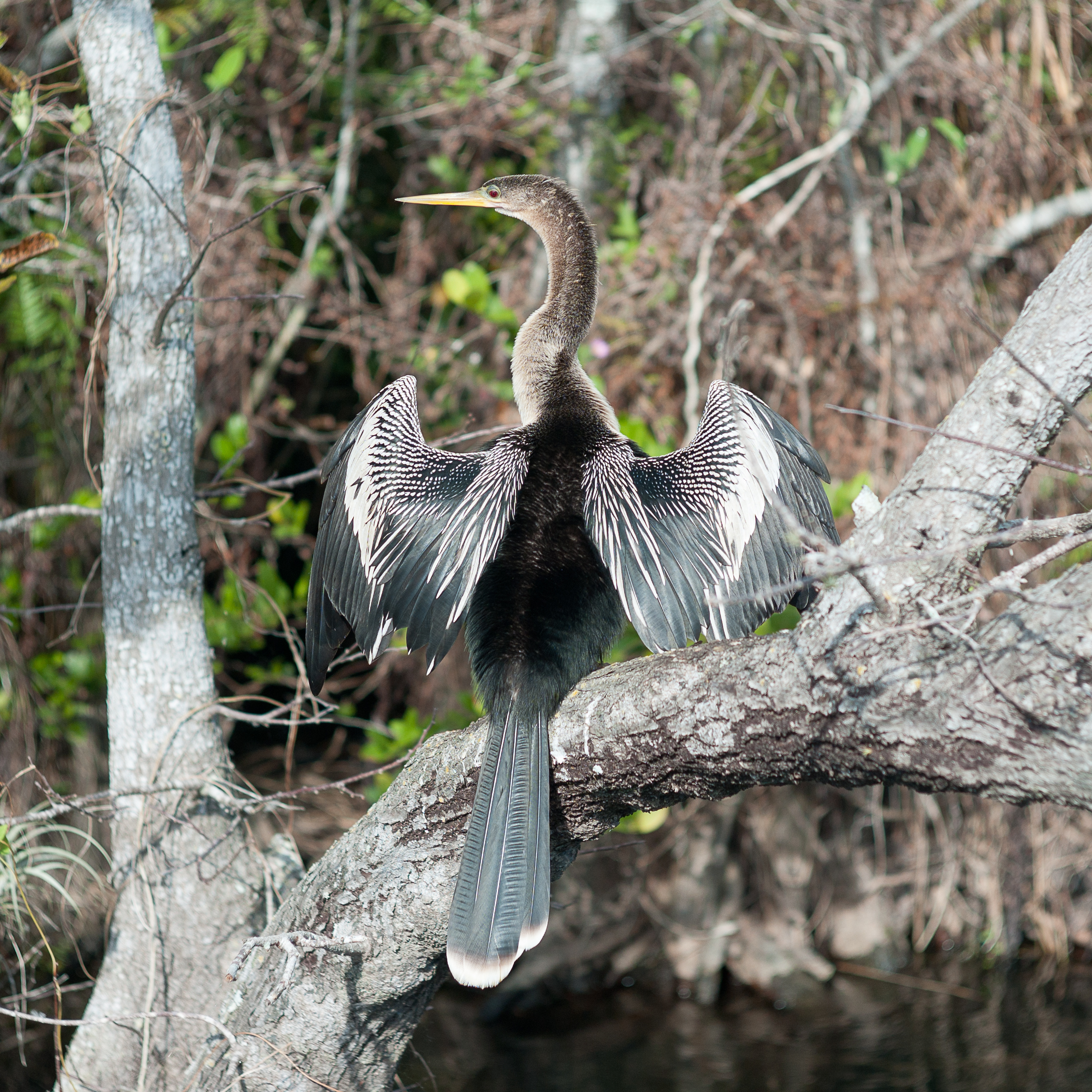 glades-2.jpg