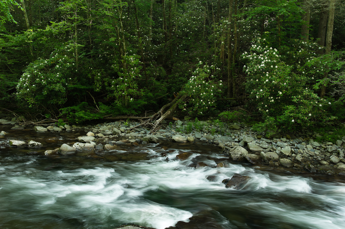 RhododendrunRiver_1200px.jpg