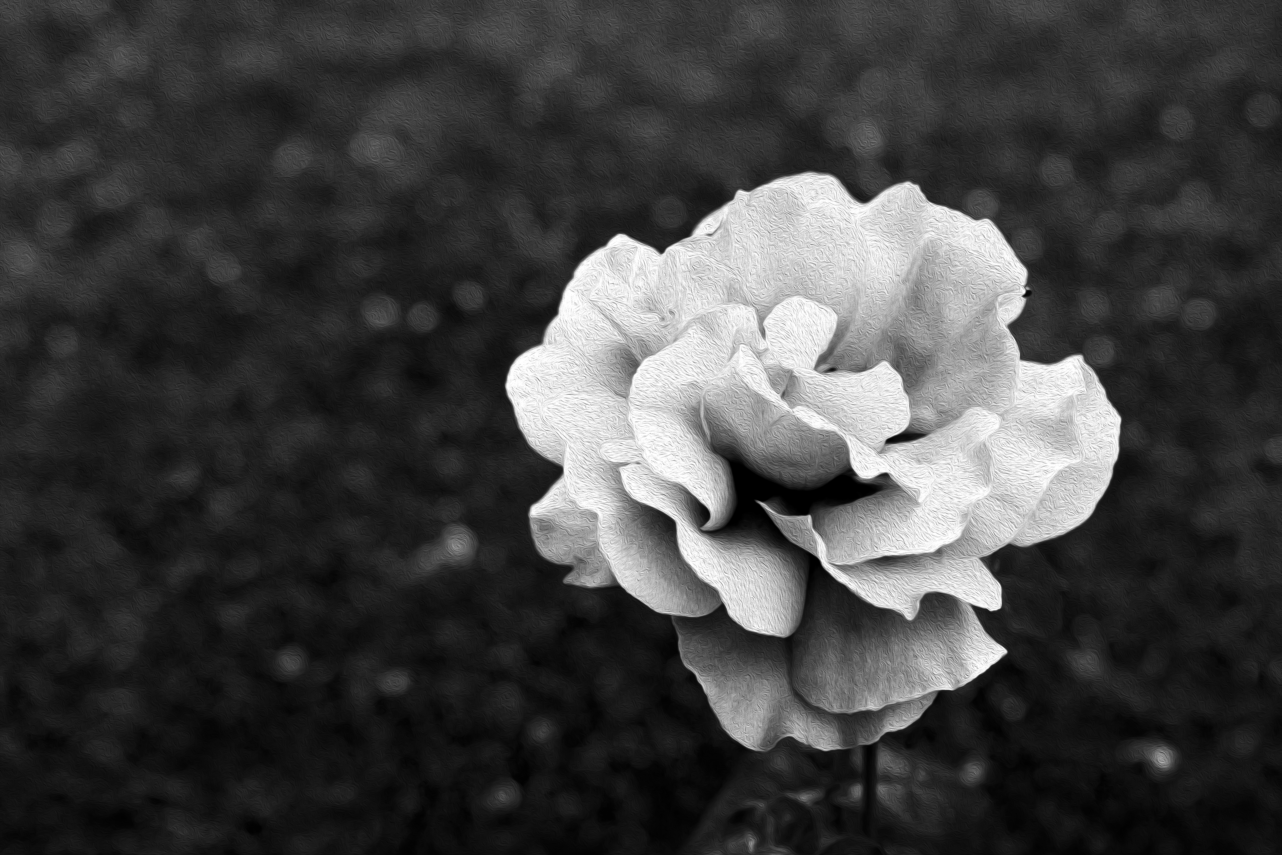 L1001469.jpg