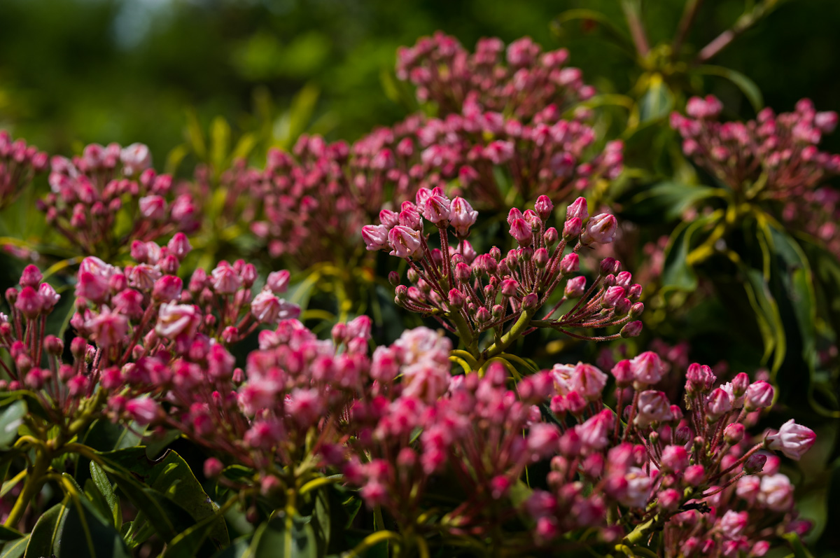 rhododendron_buds.jpg