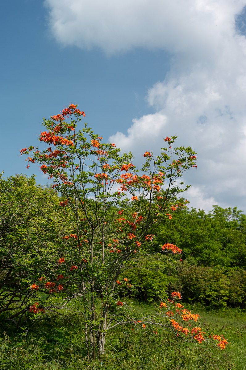 FlameAzalea_bush.jpg