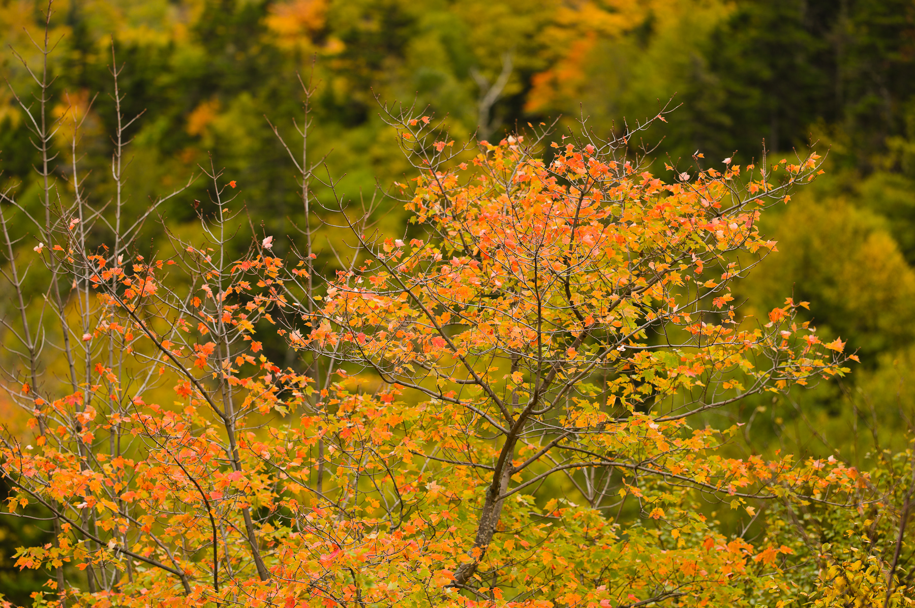 L1003998.jpg