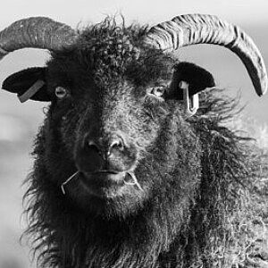 Profile picture of phusis