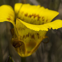 Mariposa Lily