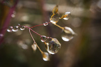 Water Drop Lenses