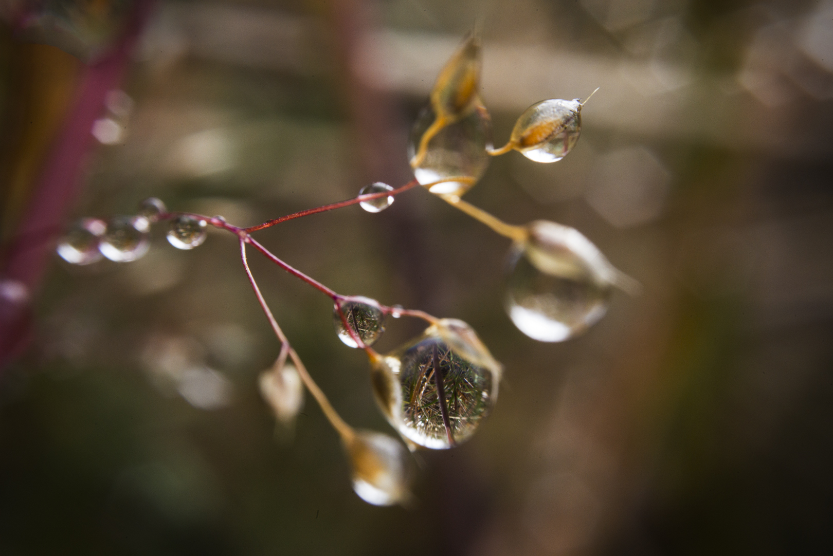 water-drop-lenses