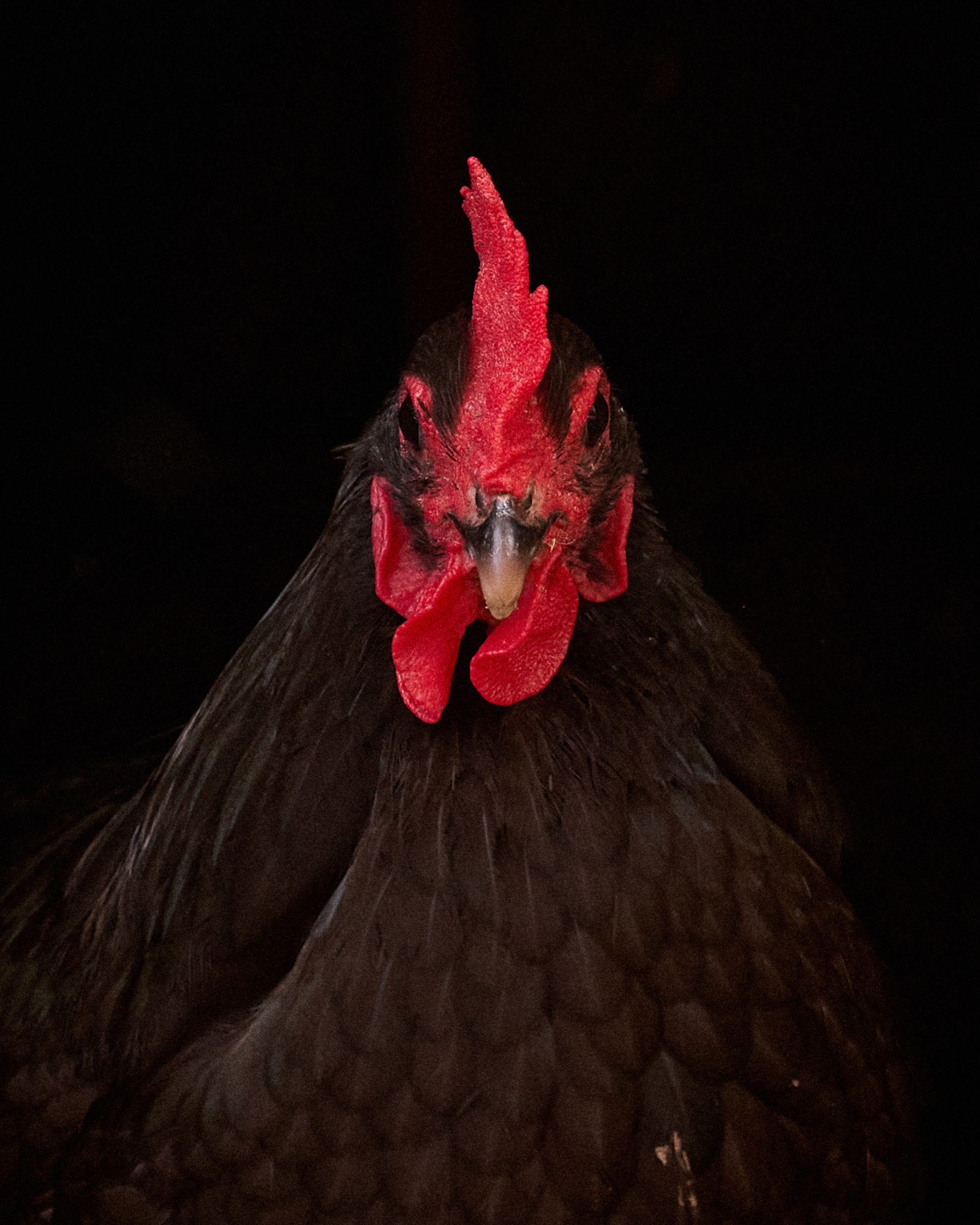 basel_animales_5640344-2
