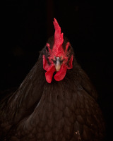 BASEL_ANIMALES_5640344 2