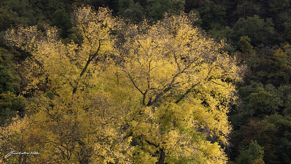 Fall on the Rhine