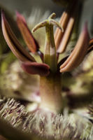 lily-anthers-pistil