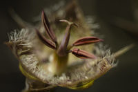 lily-closeup