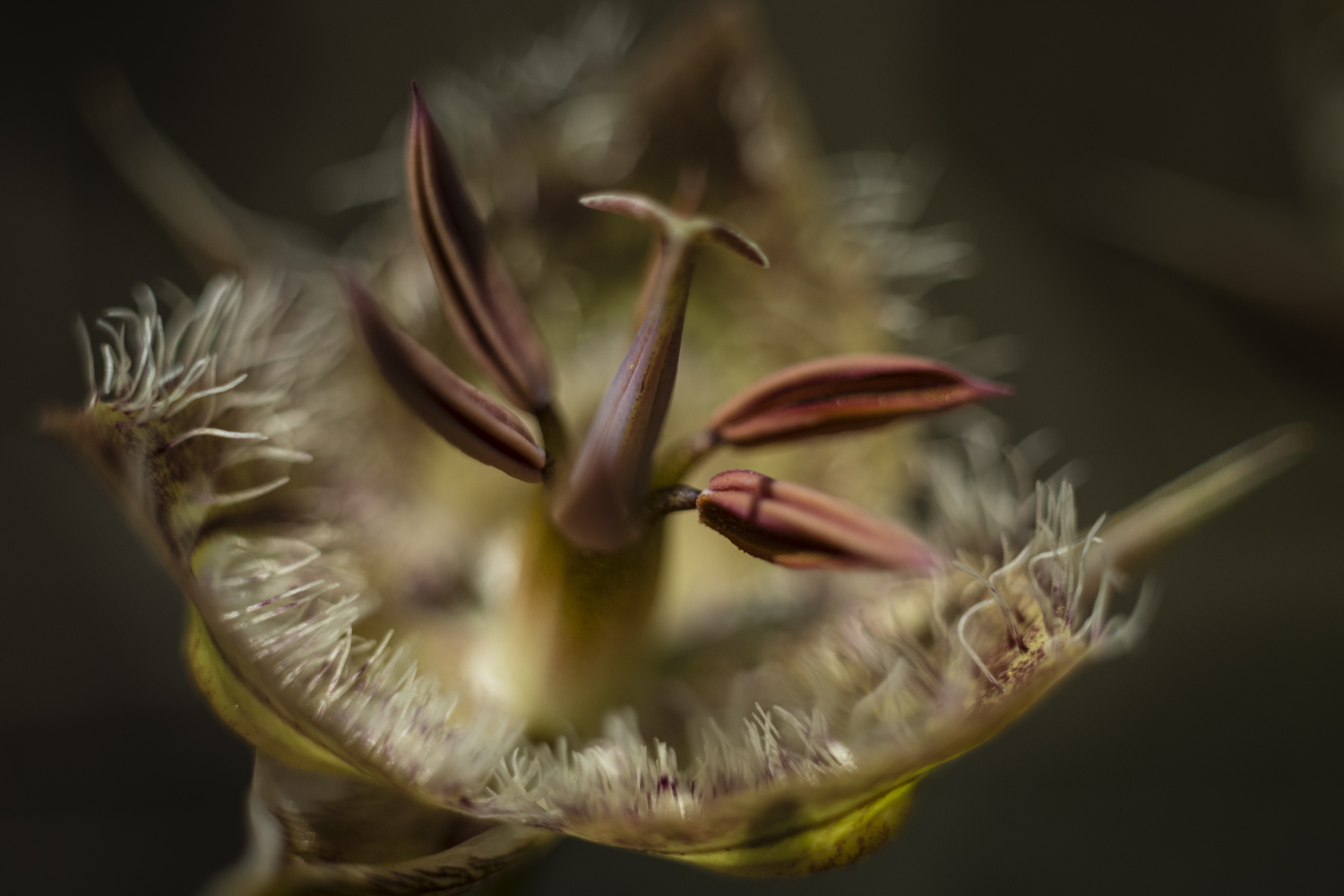 lily-closeup