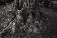 olive-tree-trunk