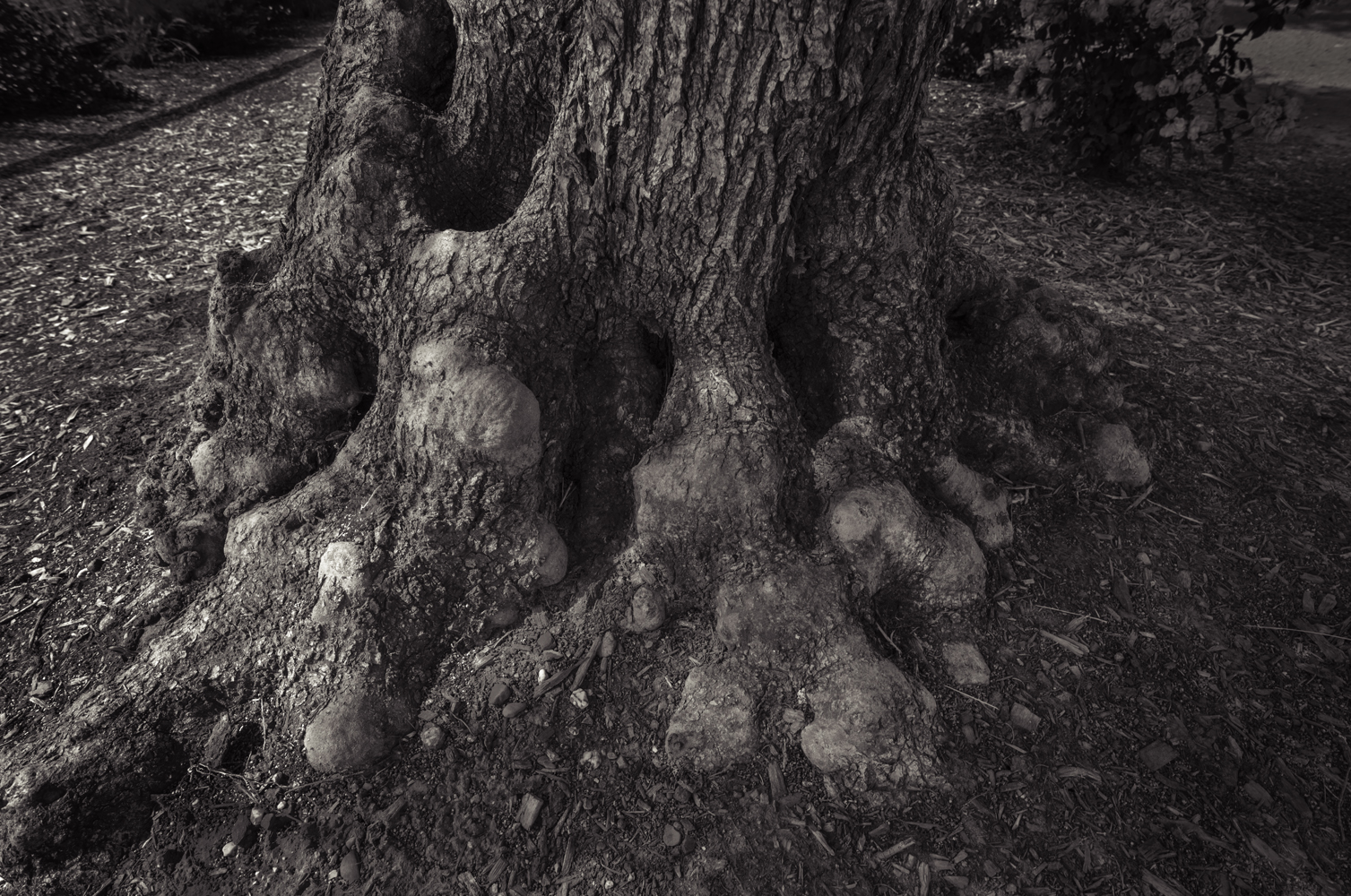 olive-tree-trunk