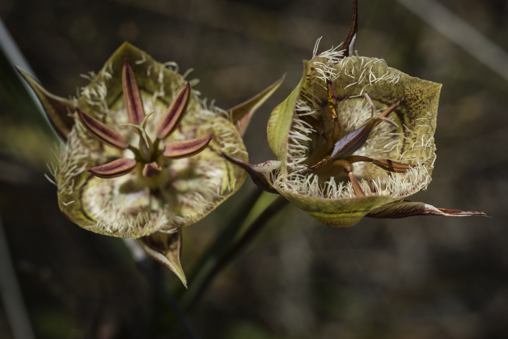 two-tiburon-lilies