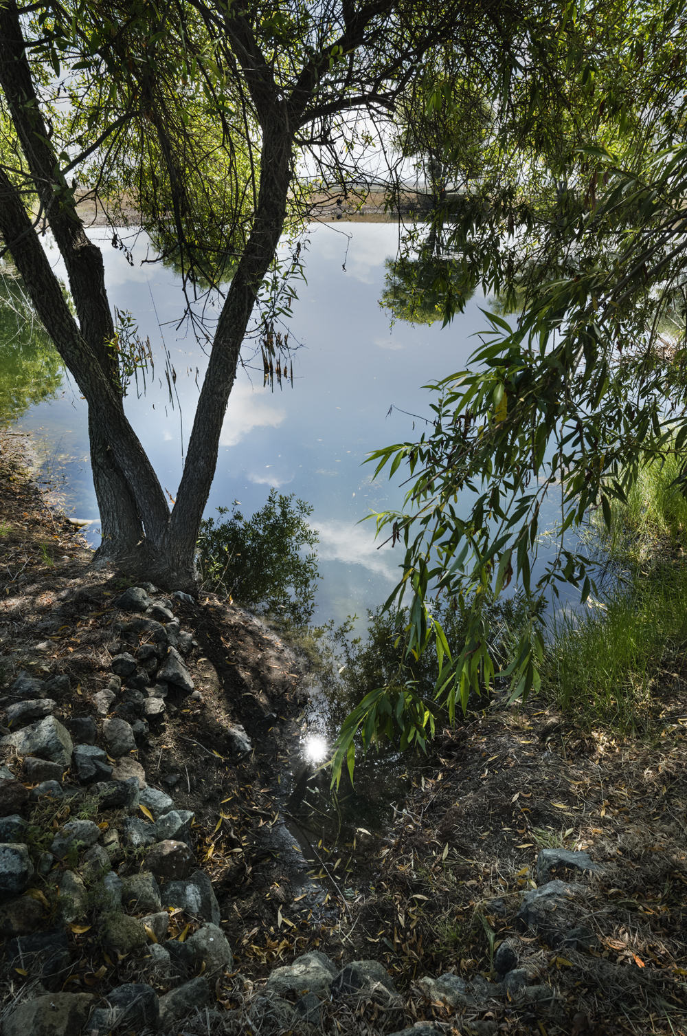 willows-and-sun-reflected