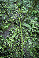 bank-with-moss-ferns-bay-trees