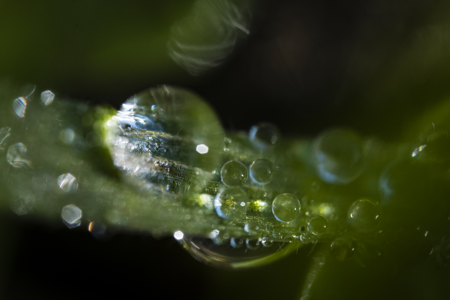 mixed-drops-on-grass
