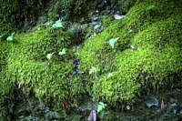 mossy-rocks-allen-trail