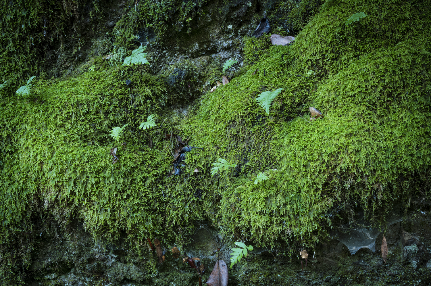 mossy-rocks-allen-trail