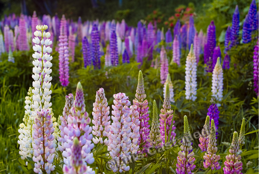 d3880-flowers-hokkaido-japan