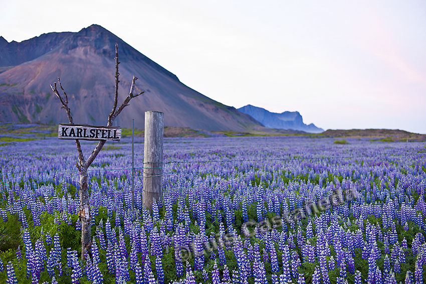 d6861-lupins-at-summer-midnight-iceland