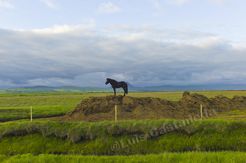d6867-icelandic-horse-iceland