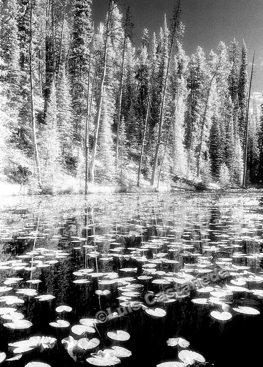 isa-lake-yellowstone-national-park-wyoming-usa