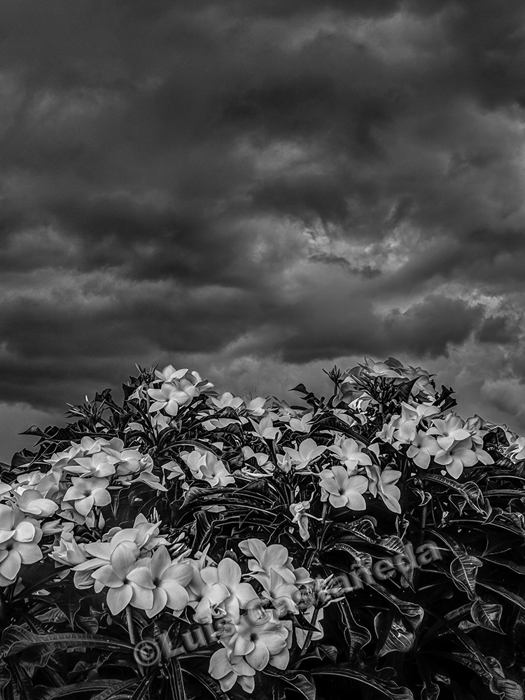 bw-954-flowers-in-the-storm