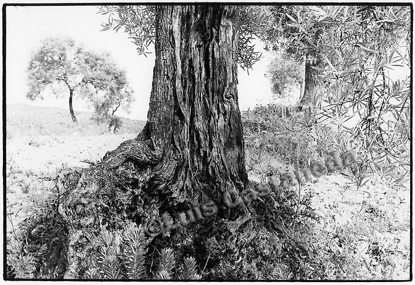 bw-134a-olive-trees