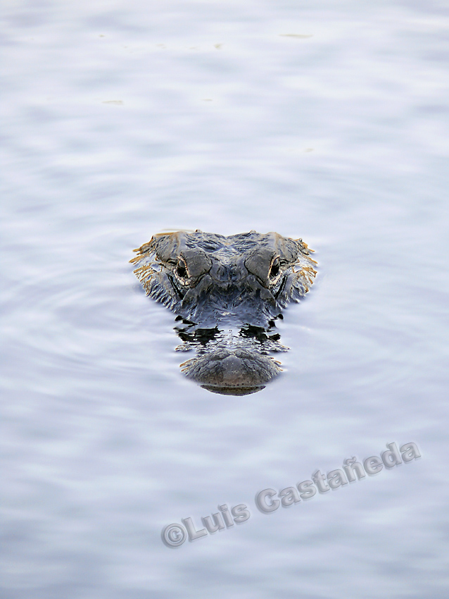 d3422-alligator-head