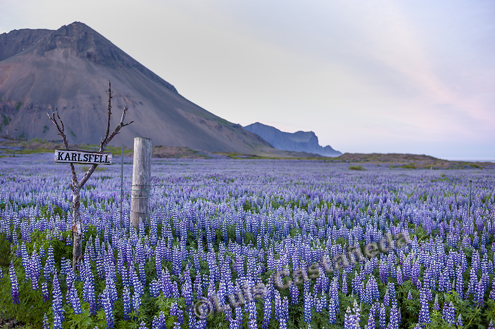 d9901-lupins-field