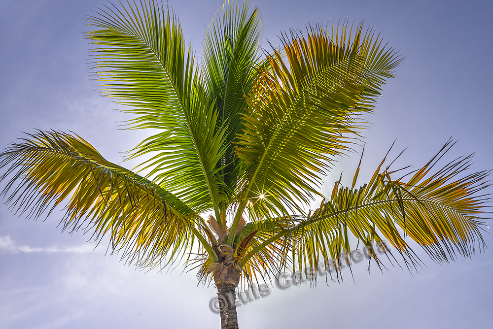 d9932-palm-tree